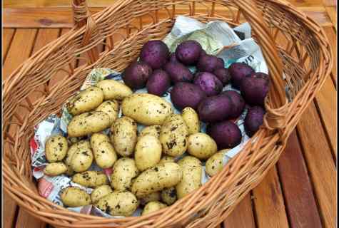 How to raise potatoes harvest