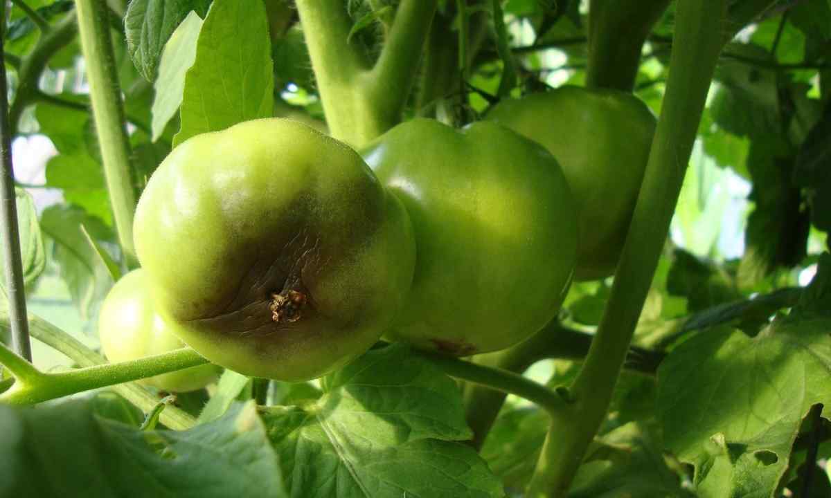 Diseases of tomatoes: ways of treatment