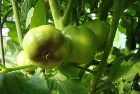 Diseases of tomatoes: ways of treatment