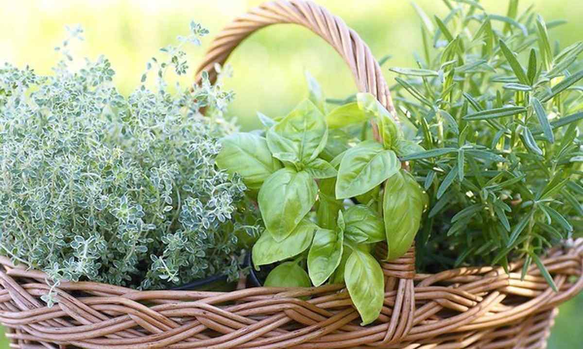 What fragrant herbs to plant in garden