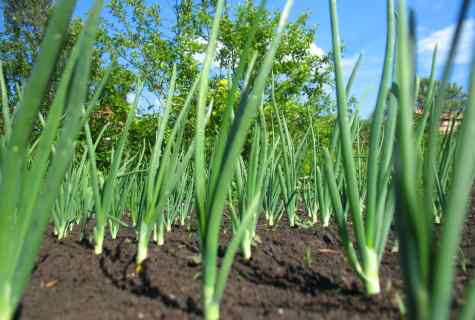 How to plant onion sets towards the winter on personal plot