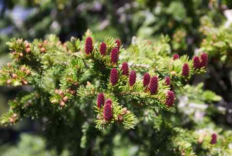 How to grow up coniferous trees