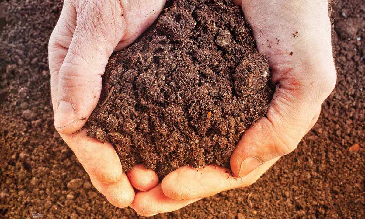 All about peat as about the soil
