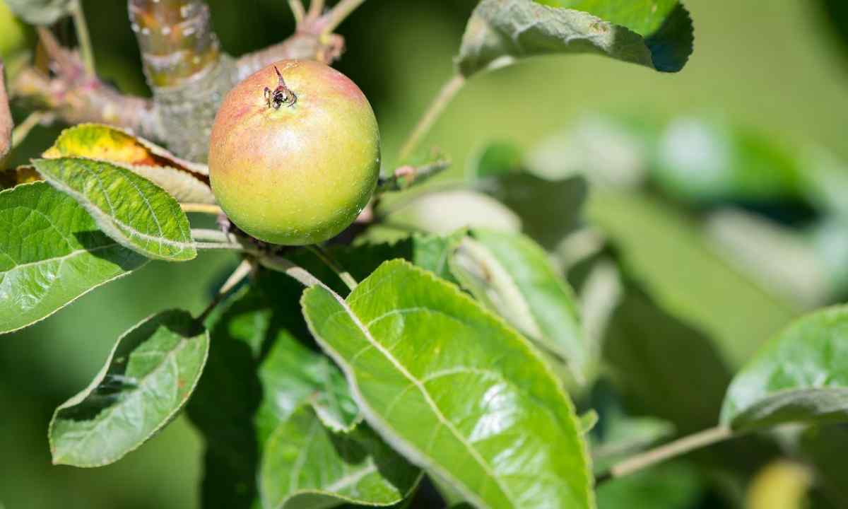How to harvest from apple-trees quickly