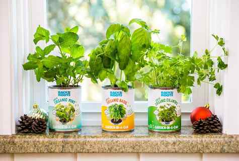 What useful herbs to plant in kitchen garden