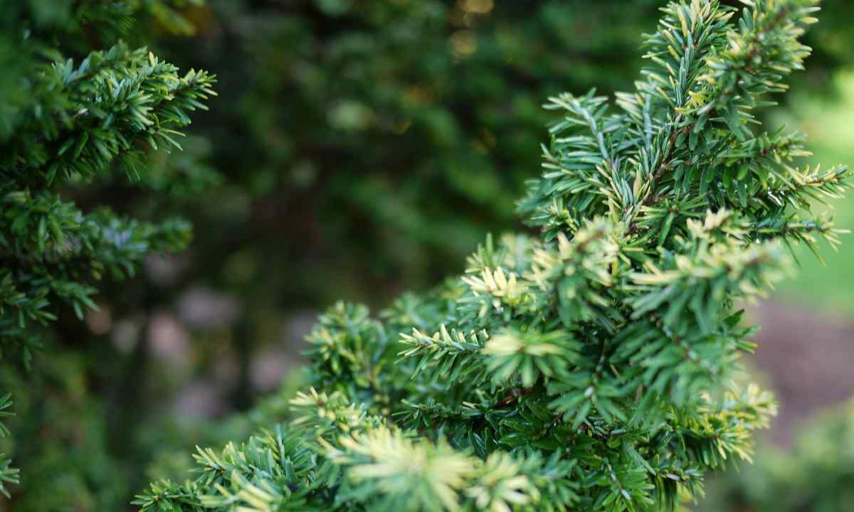 How to look after evergreen trees