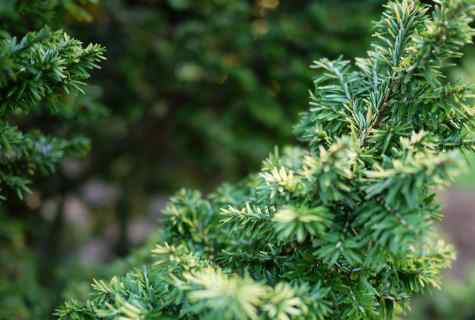 How to look after evergreen trees