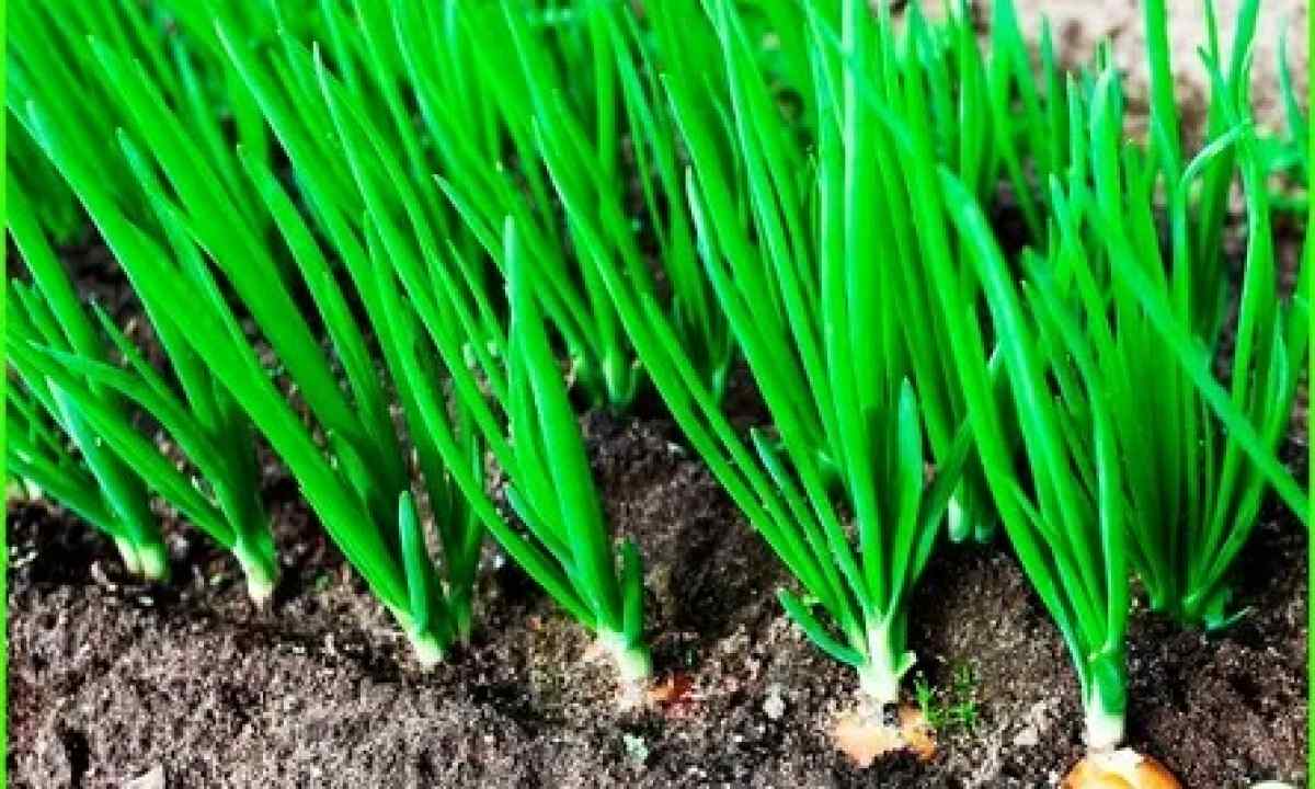 Landing of onion sets in the spring