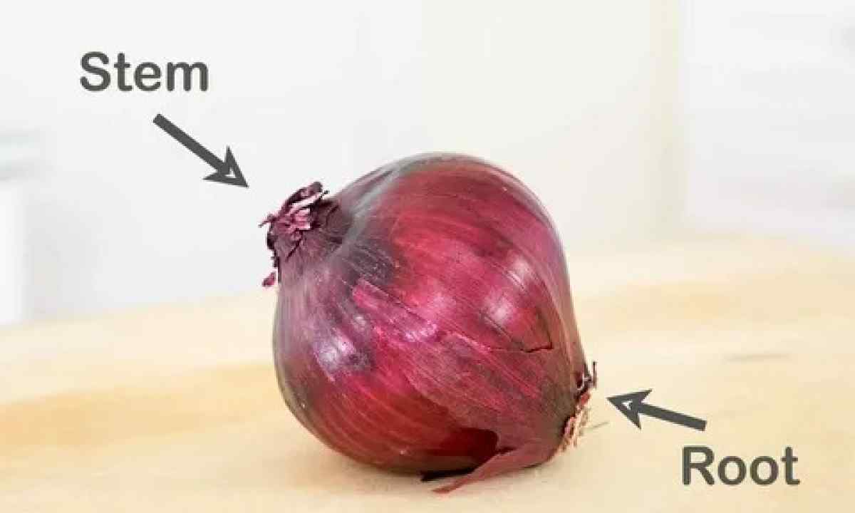 How to prepare onion sets for landing