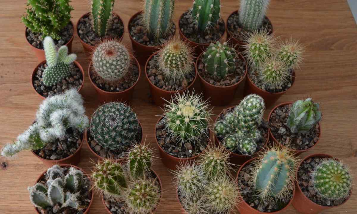 How to raise cacti