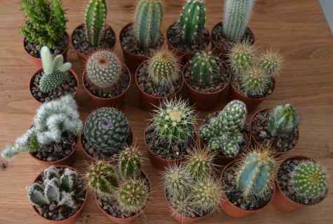 How to raise cacti