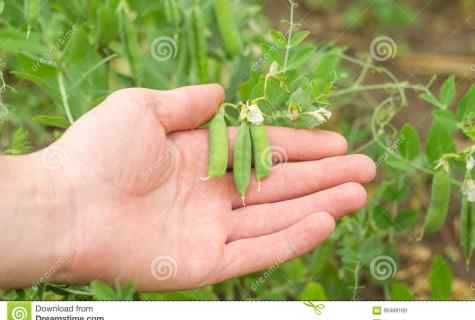 When and how to plant peas to the open ground