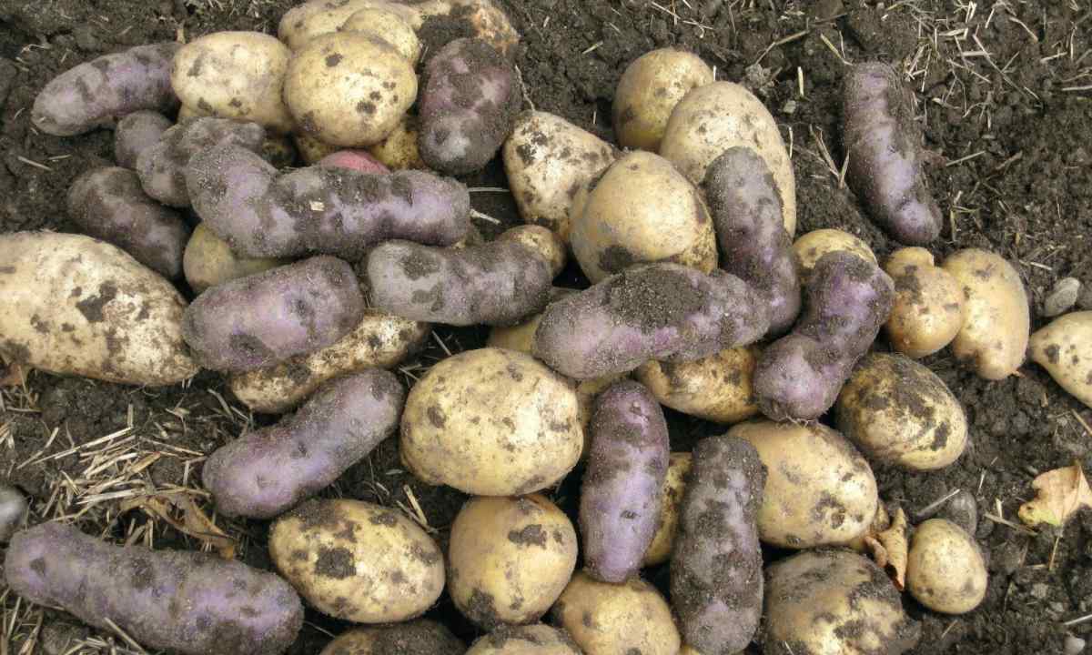 How to fertilize potatoes