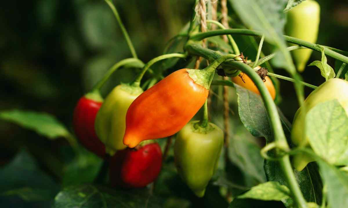 As bell pepper grows