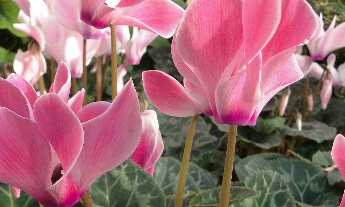 Persian cyclamen: exterior and features