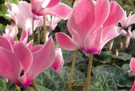 Persian cyclamen: exterior and features