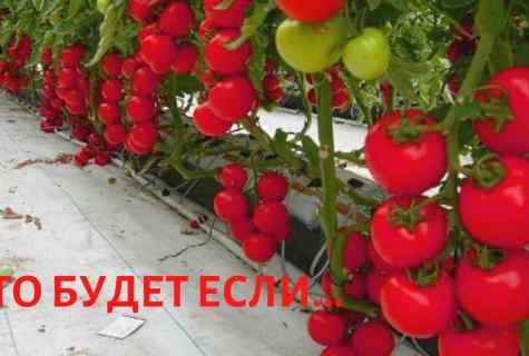 The best grades of tomatoes for landing on the seasonal dacha: Liang
