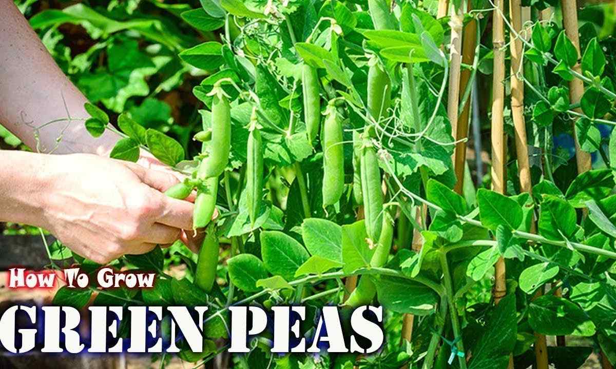 How to grow up green peas