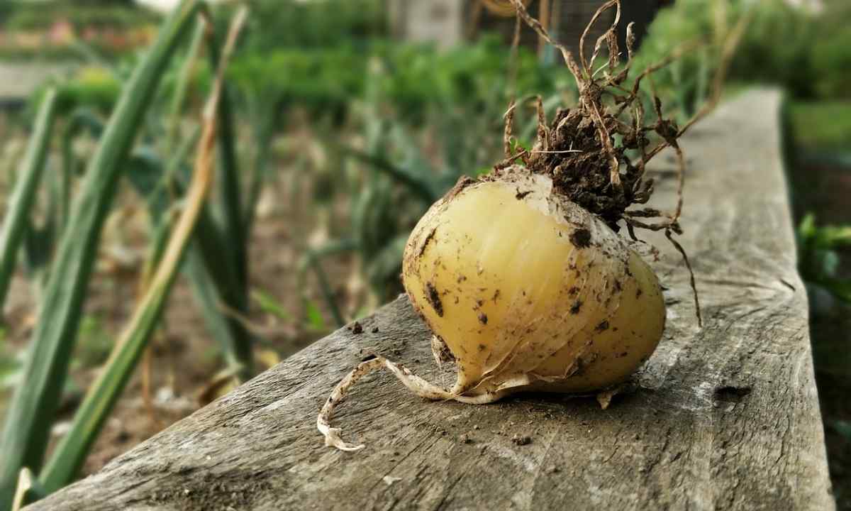 How to grow up onions turnip