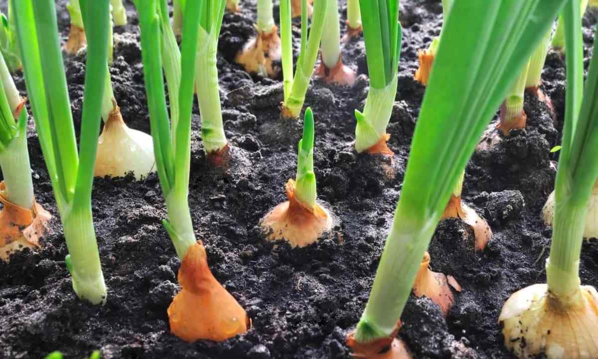 How to grow up good onions