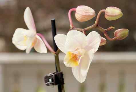 All about orchids: blossoming period