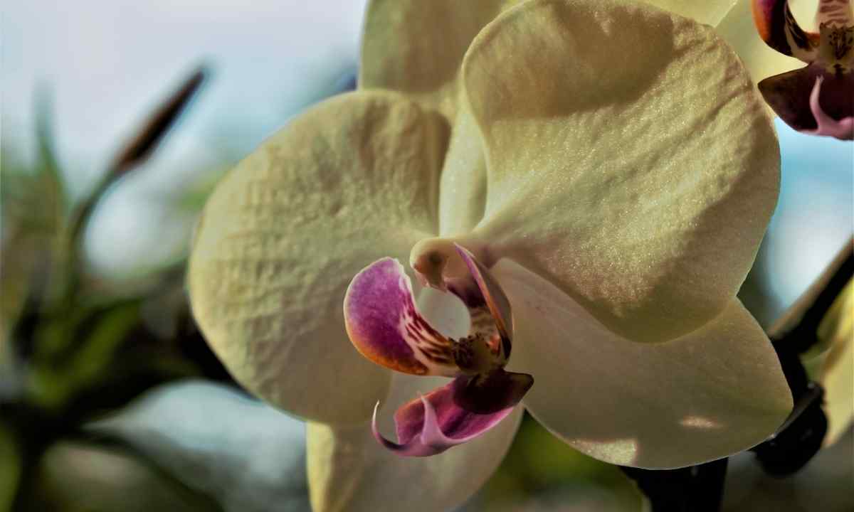 Why the orchid does not blossom