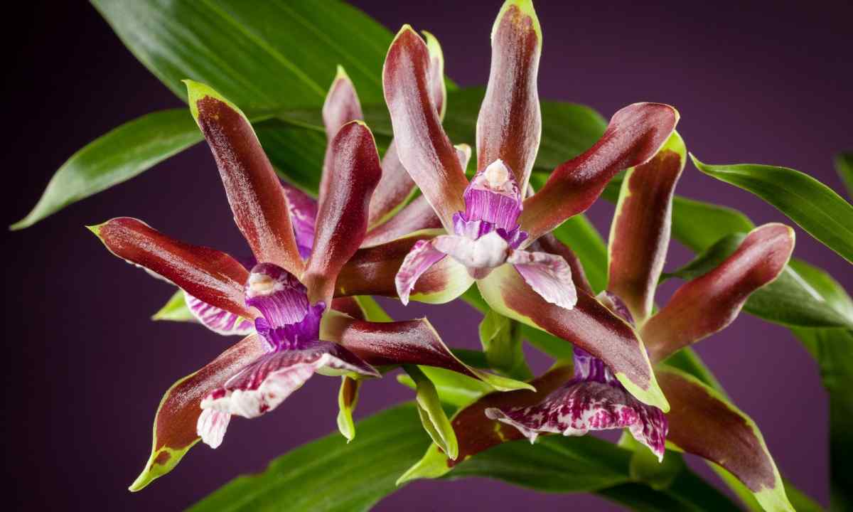 Main diseases of orchids