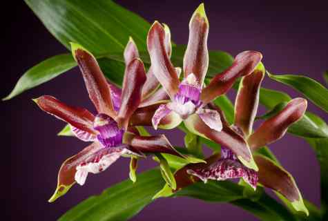 Main diseases of orchids