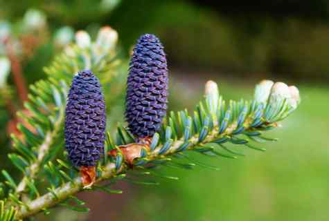 How to water fir-tree