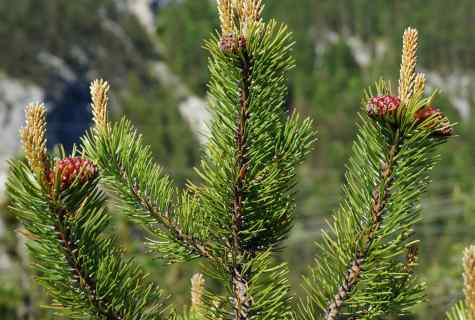 How to replace pine or fir-tree