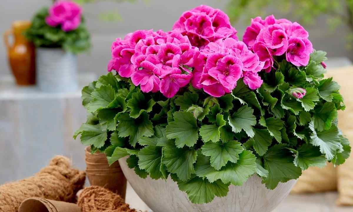 Than the house geranium is useful