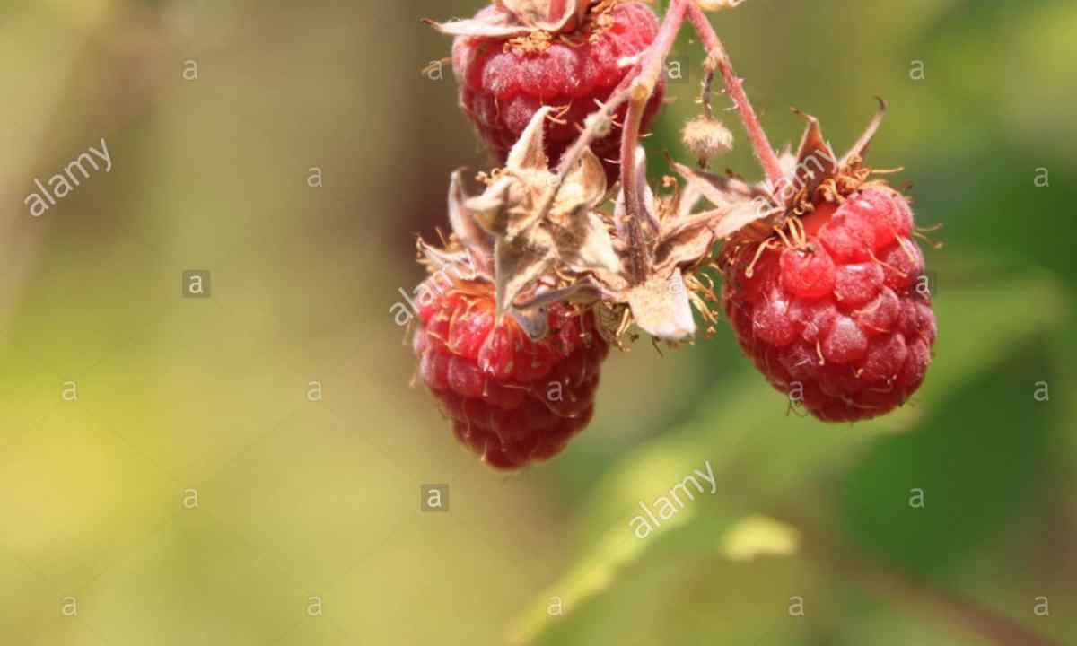 What useful properties berries and leaves of raspberry have