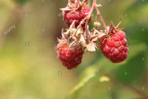 What useful properties berries and leaves of raspberry have