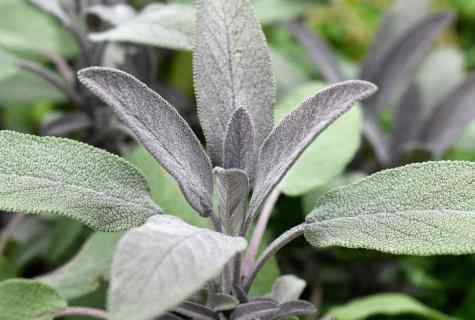 How to grow up and prepare sage medicinal