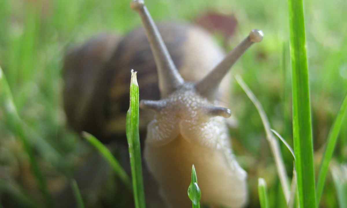 How to get rid of slugs on kitchen garden