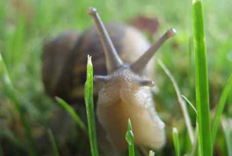 How to get rid of slugs on kitchen garden