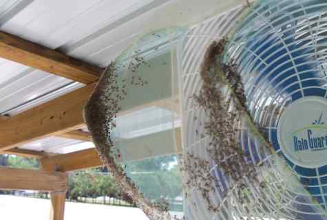 How to destroy mosquitoes in the apartment and on the seasonal dacha