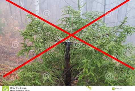 How to cut off fir-tree
