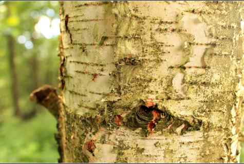 How to get rid of birch