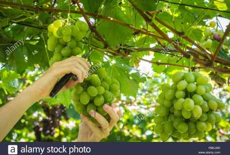 As it is correct to cut off grapes in the summer and in the fall