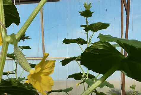 Cucumbers at the dacha: leaving during fructification