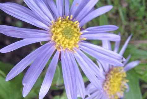 How to struggle with fusariosis on asters