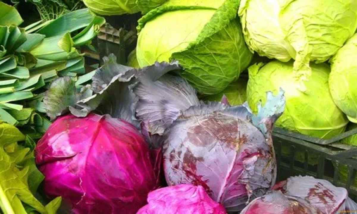 As it is correct to store cabbage harvest