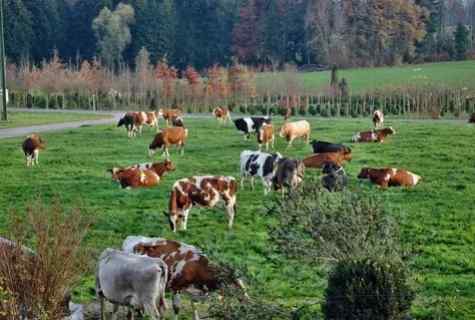 Meadow herd grass: value in agriculture