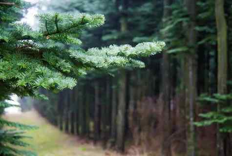 How to find fir-tree