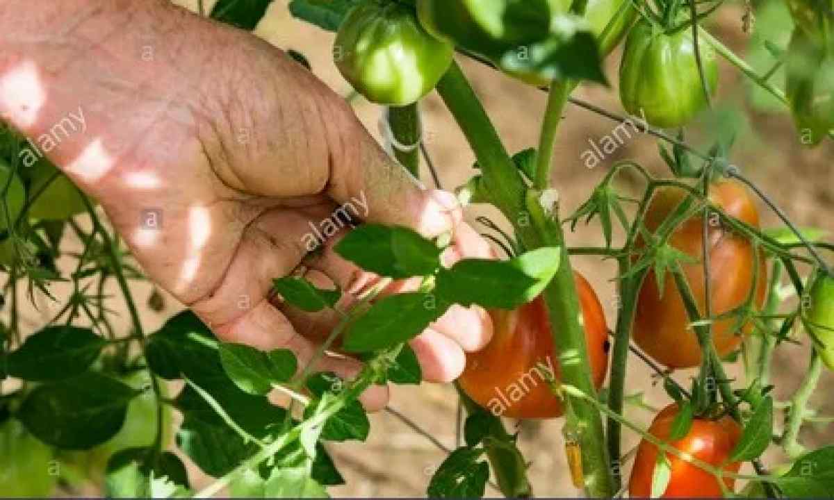 As it is correct to pasynkovat tomatoes in the open ground and the greenhouse
