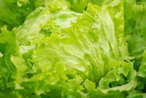 How to grow up salad iceberg