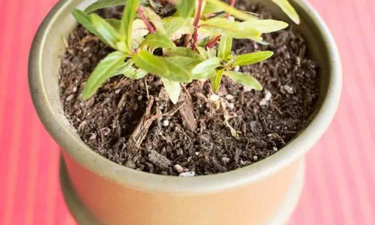 How to get rid of mold in flowerpots