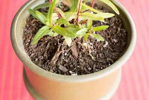 How to get rid of mold in flowerpots