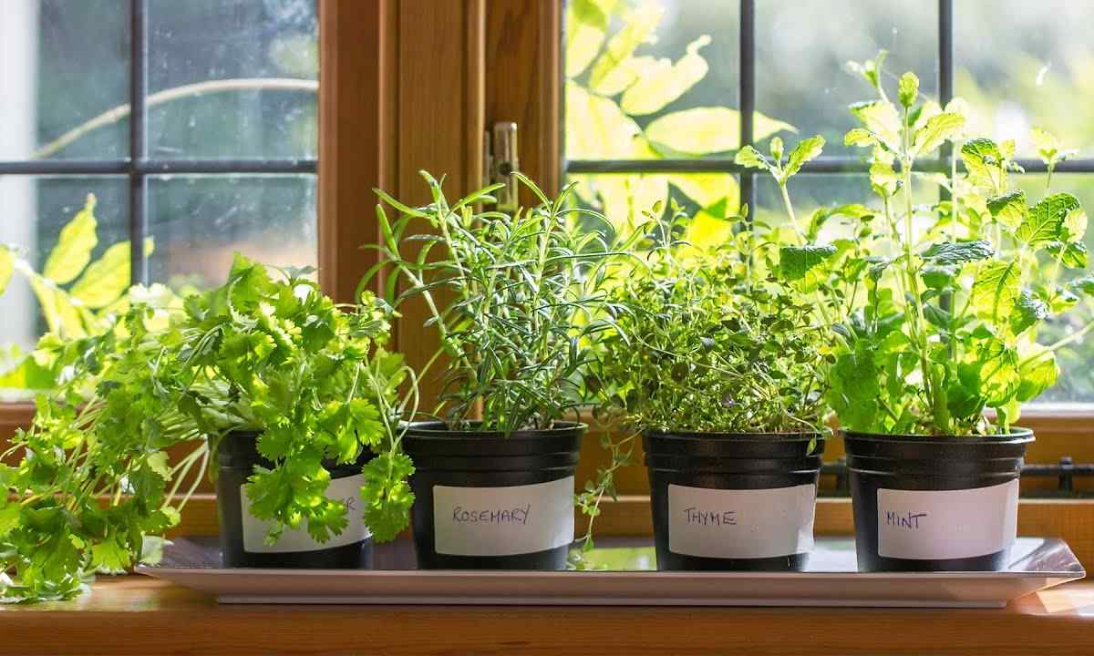 How to grow up mint on windowsill
